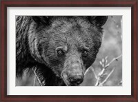 Framed Bear Portrait BW