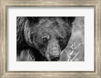 Framed Bear Portrait BW