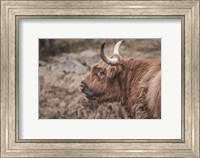 Framed Highland Cow on Watch Faded