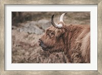 Framed Highland Cow on Watch Faded