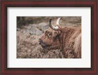 Framed Highland Cow on Watch Faded