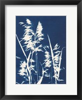 Ornamental Grass VI Framed Print