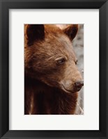 Framed Bear Profile I