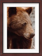 Framed Bear Profile I