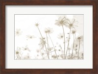 Framed Wildflowers