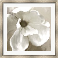 Framed Magnolia Blooming
