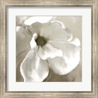 Framed Magnolia Blooming