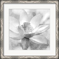 Framed Lotus