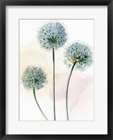 Framed Watercolor Dandelion