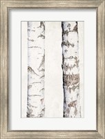 Framed Birches 3
