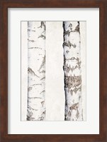 Framed Birches 3