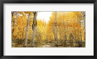 Framed Aspen Pathway