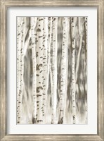 Framed Birches 2