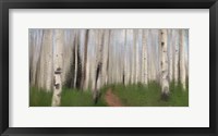 Framed Path through the Aspens