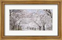Framed Cherry Blossom Lane