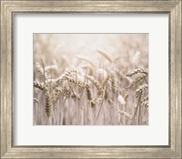 Framed Mute Wheat Field