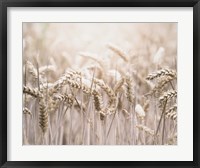 Framed Mute Wheat Field