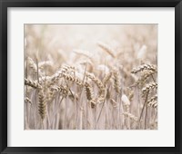 Framed Mute Wheat Field