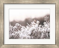 Framed Cashmere Frost
