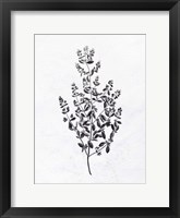 Framed Pressed Herbs 1