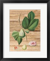 Framed Pressed Fruit 2