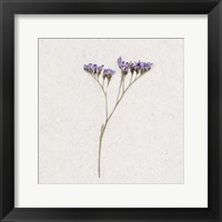 Framed Dainty Purple 1