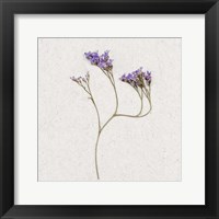 Framed Dainty Purple 2