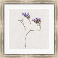 Framed Dainty Purple 2