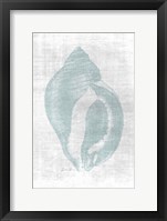 Beautiful Shells 2 Framed Print