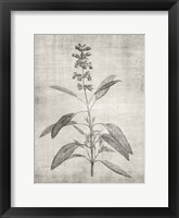 Sepia Botanical 1 Framed Print