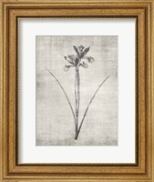 Framed Sepia Botanical 2