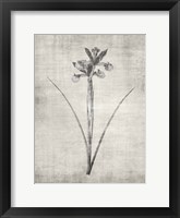 Framed Sepia Botanical 2