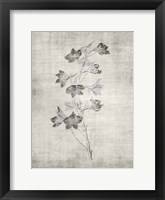 Sepia Botanical 3 Framed Print