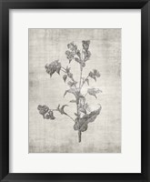 Framed Sepia Botanical 4