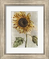 Framed Sunflower 1