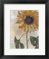 Framed Sunflower 2