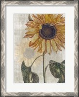 Framed Sunflower 2