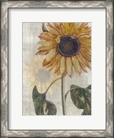 Framed Sunflower 2