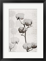 Cotton Stem 1 Framed Print