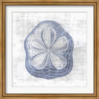 Framed Sand Dollar 2 v2