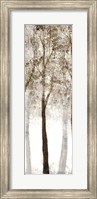 Framed Wooded Grove 3