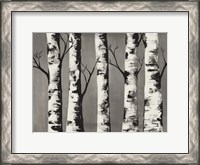 Framed Birch Backwoods
