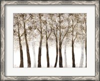 Framed Wooded Grove