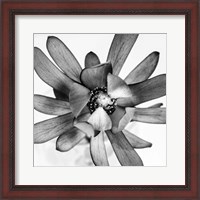 Framed Flower