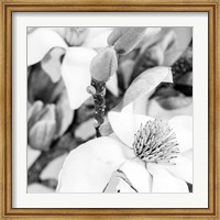 Framed Magnolia