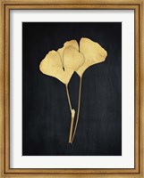 Framed Midas Ginkgo 1