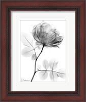 Framed Rose Dynasty 1