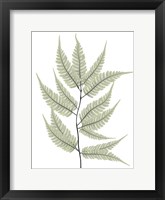 Framed Fern Tree