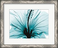 Framed Aqua Hibiscus
