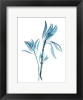 Framed Blue Leucadendron